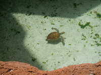 Bahamas